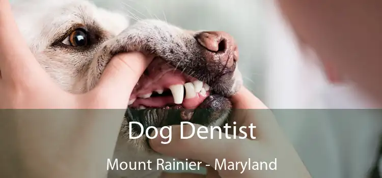 Dog Dentist Mount Rainier - Maryland