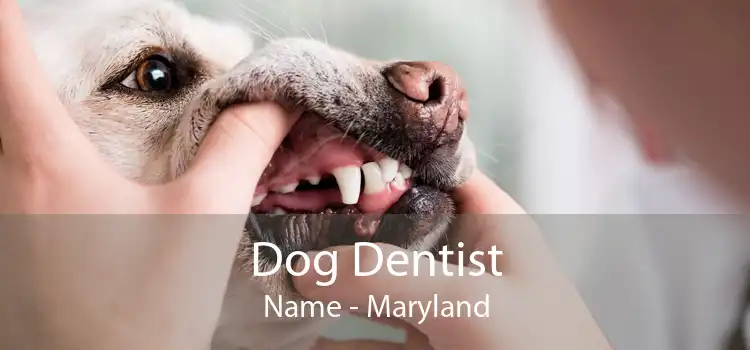 Dog Dentist Name - Maryland