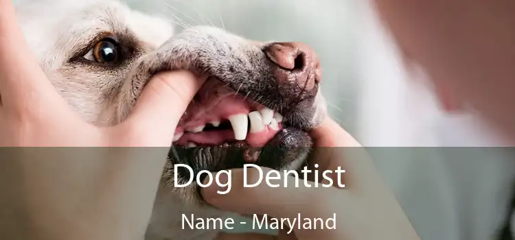 Dog Dentist Name - Maryland