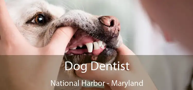 Dog Dentist National Harbor - Maryland