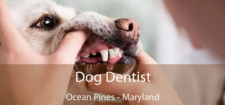 Dog Dentist Ocean Pines - Maryland