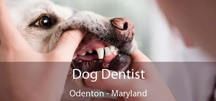 Dog Dentist Odenton - Maryland