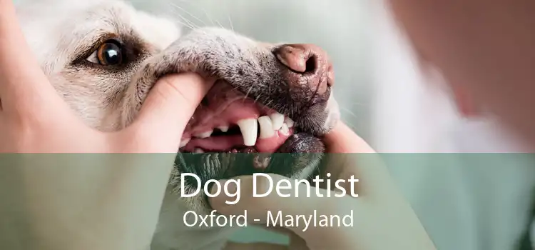 Dog Dentist Oxford - Maryland