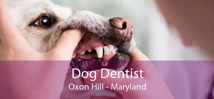 Dog Dentist Oxon Hill - Maryland