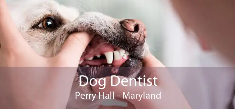 Dog Dentist Perry Hall - Maryland