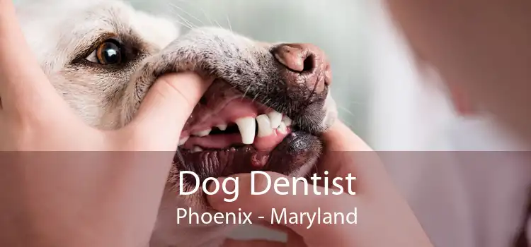 Dog Dentist Phoenix - Maryland