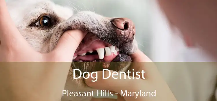 Dog Dentist Pleasant Hills - Maryland