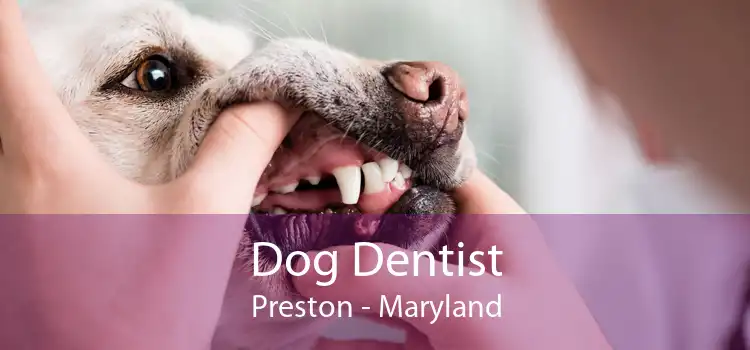 Dog Dentist Preston - Maryland