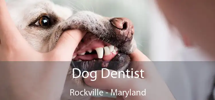 Dog Dentist Rockville - Maryland