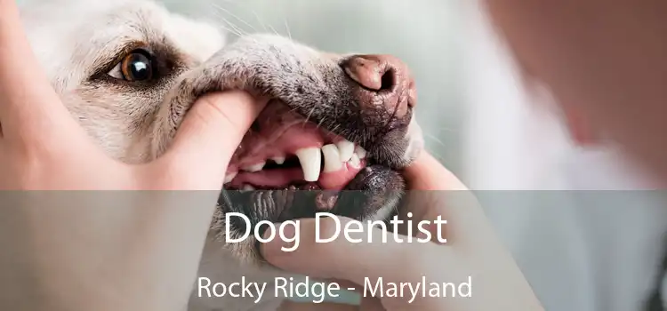 Dog Dentist Rocky Ridge - Maryland