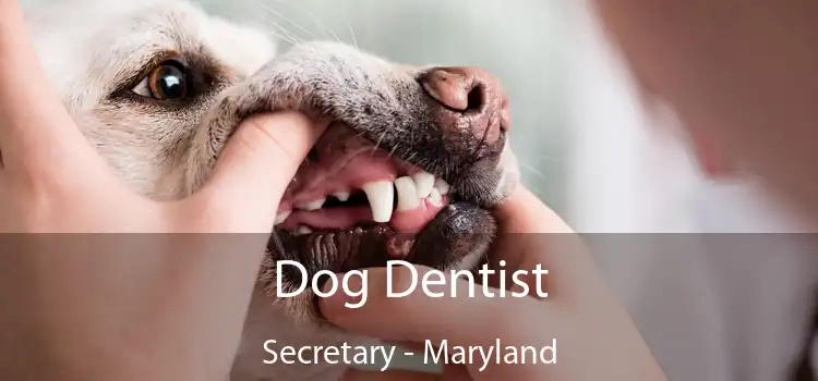 Dog Dentist Secretary - Maryland