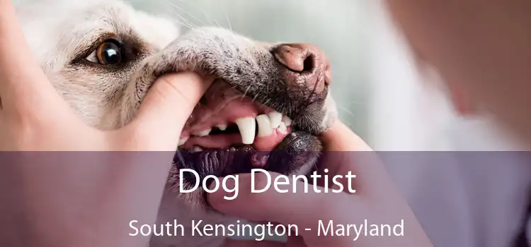 Dog Dentist South Kensington - Maryland