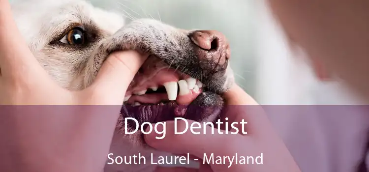 Dog Dentist South Laurel - Maryland