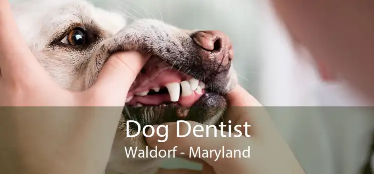 Dog Dentist Waldorf - Maryland