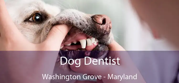 Dog Dentist Washington Grove - Maryland