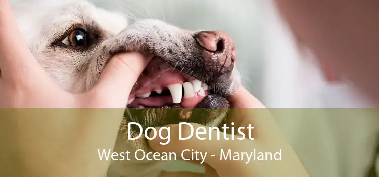 Dog Dentist West Ocean City - Maryland
