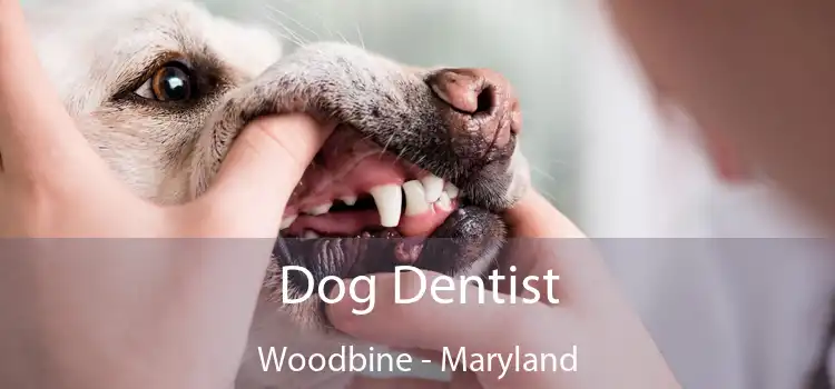 Dog Dentist Woodbine - Maryland