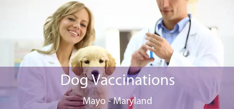 Dog Vaccinations Mayo - Maryland