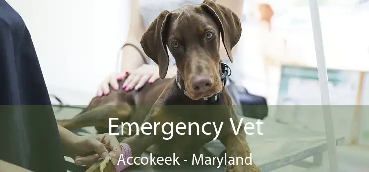 Emergency Vet Accokeek - Maryland