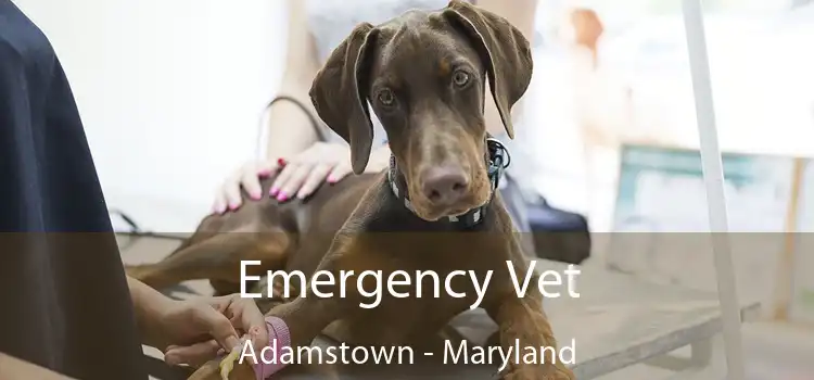 Emergency Vet Adamstown - Maryland