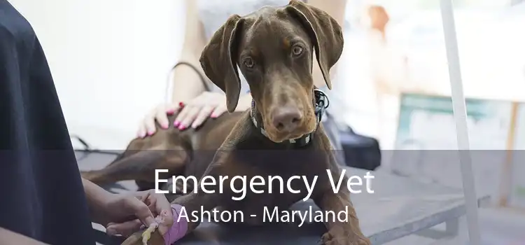 Emergency Vet Ashton - Maryland