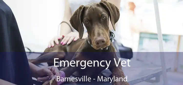 Emergency Vet Barnesville - Maryland