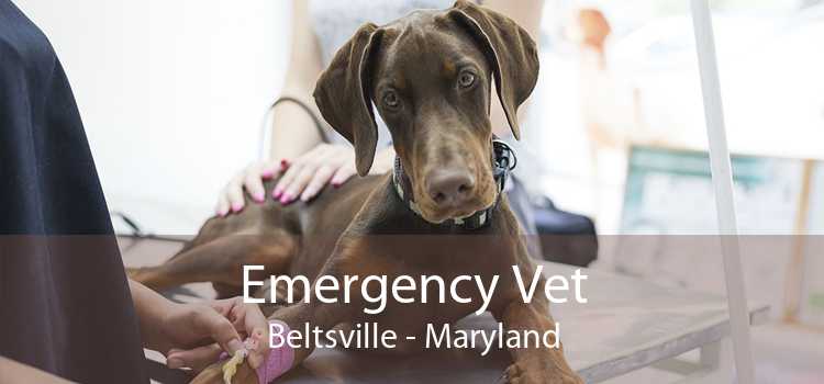 Emergency Vet Beltsville - Maryland