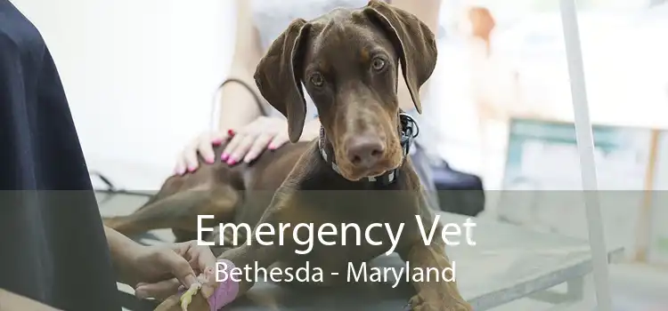 Emergency Vet Bethesda - Maryland