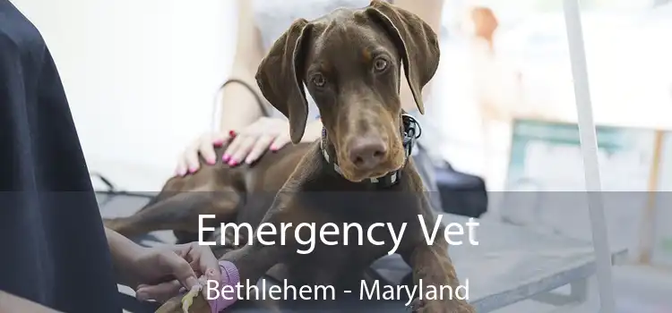 Emergency Vet Bethlehem - Maryland