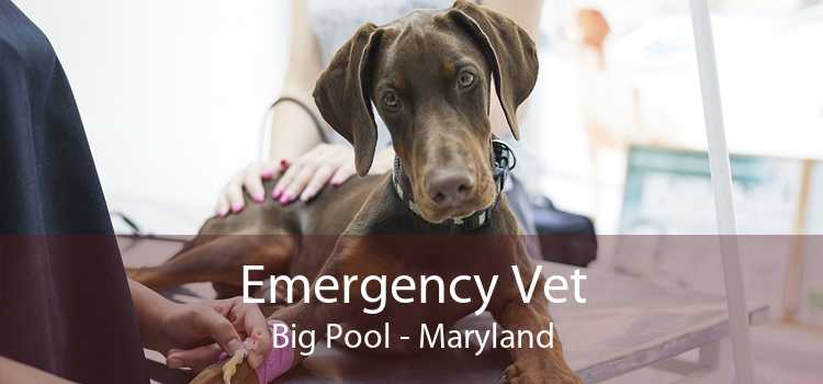 Emergency Vet Big Pool - Maryland
