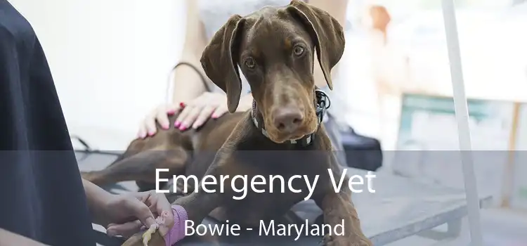 Emergency Vet Bowie - Maryland