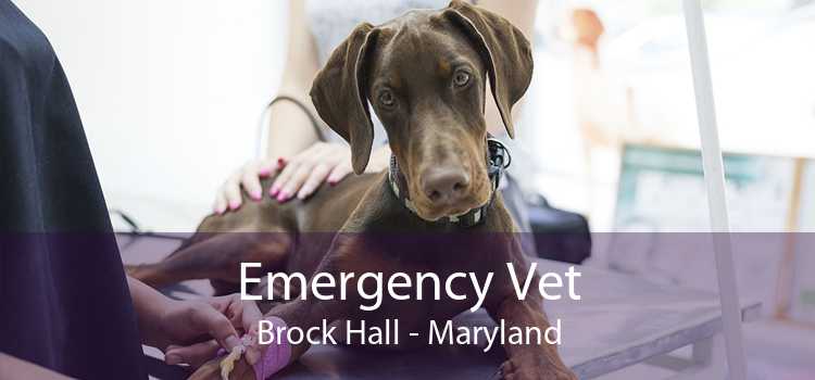Emergency Vet Brock Hall - Maryland