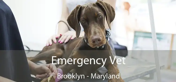 Emergency Vet Brooklyn - Maryland