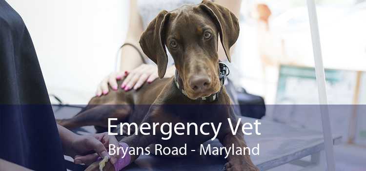 Emergency Vet Bryans Road - Maryland