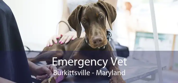 Emergency Vet Burkittsville - Maryland