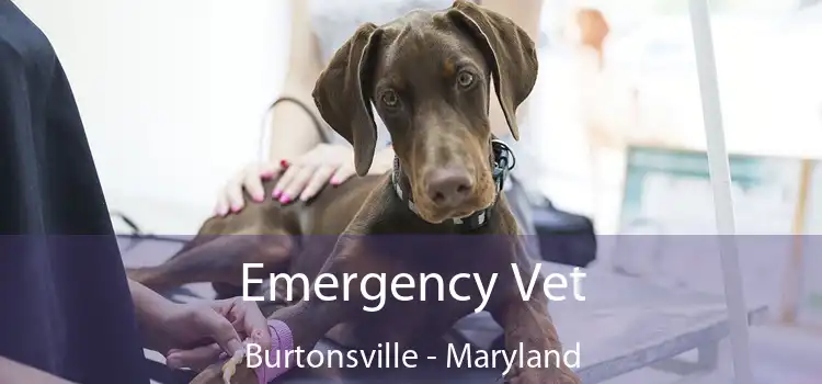 Emergency Vet Burtonsville - Maryland