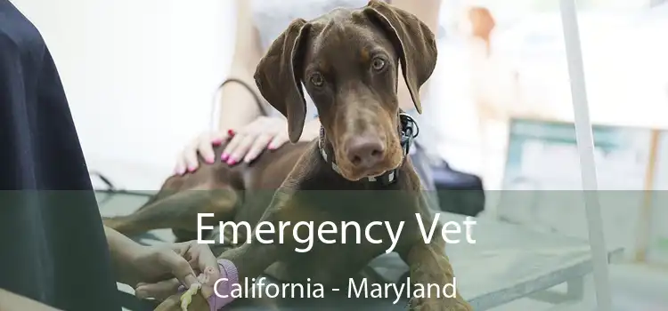 Emergency Vet California - Maryland