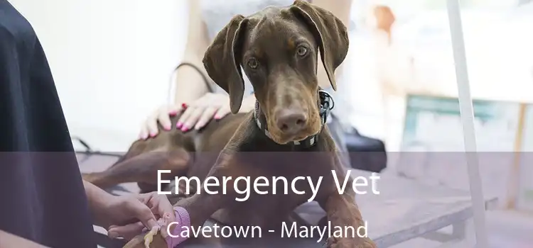 Emergency Vet Cavetown - Maryland