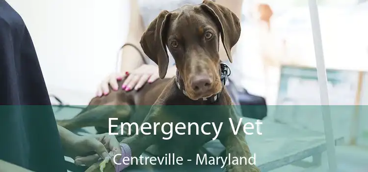 Emergency Vet Centreville - Maryland