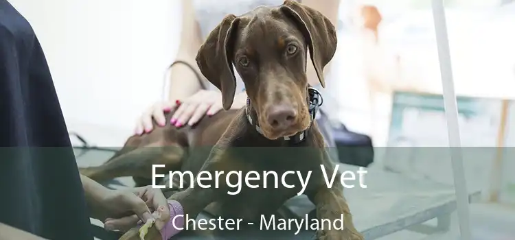 Emergency Vet Chester - Maryland