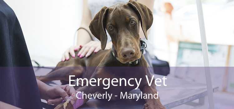 Emergency Vet Cheverly - Maryland