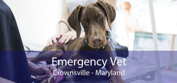 Emergency Vet Crownsville - Maryland