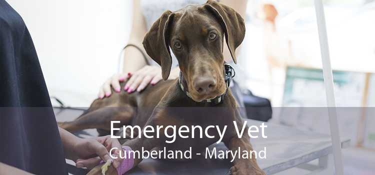 Emergency Vet Cumberland - Maryland