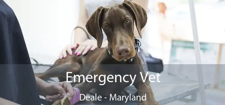 Emergency Vet Deale - Maryland