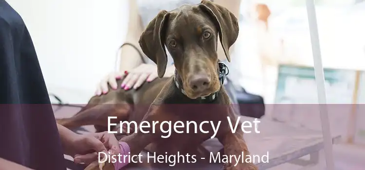 Emergency Vet District Heights - Maryland