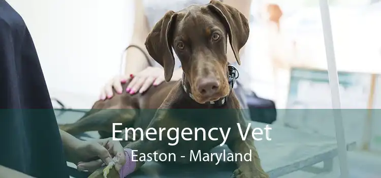 Emergency Vet Easton - Maryland