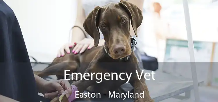 Emergency Vet Easton - Maryland