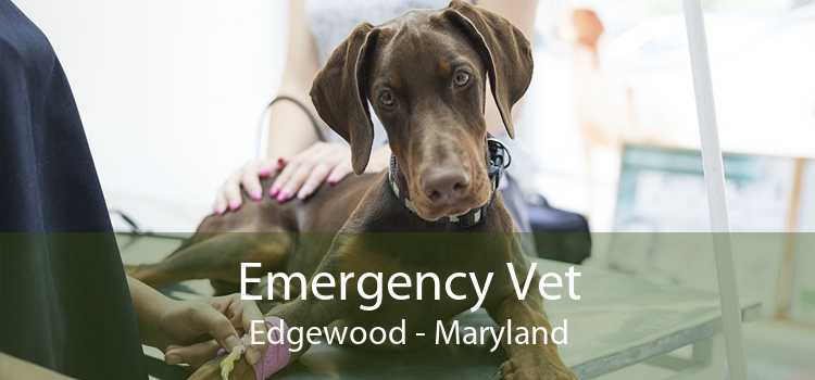 Emergency Vet Edgewood - Maryland