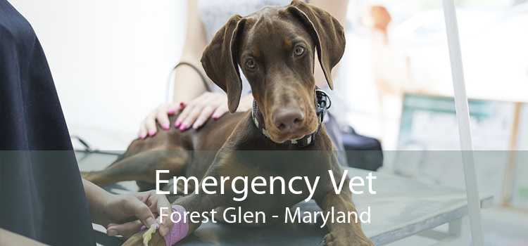 Emergency Vet Forest Glen - Maryland