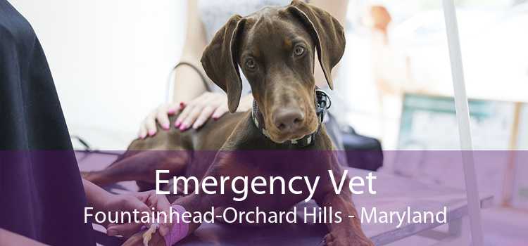 Emergency Vet Fountainhead-Orchard Hills - Maryland